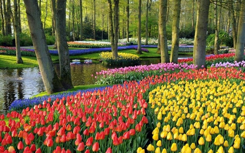 Flores no Jardim Keukenhof em Amsterdã 