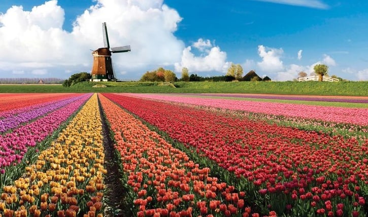 Paisagem com tulipas em Amsterdã