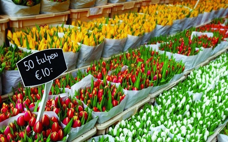 Tulipas no Mercado flutuante das flores em Amsterdã