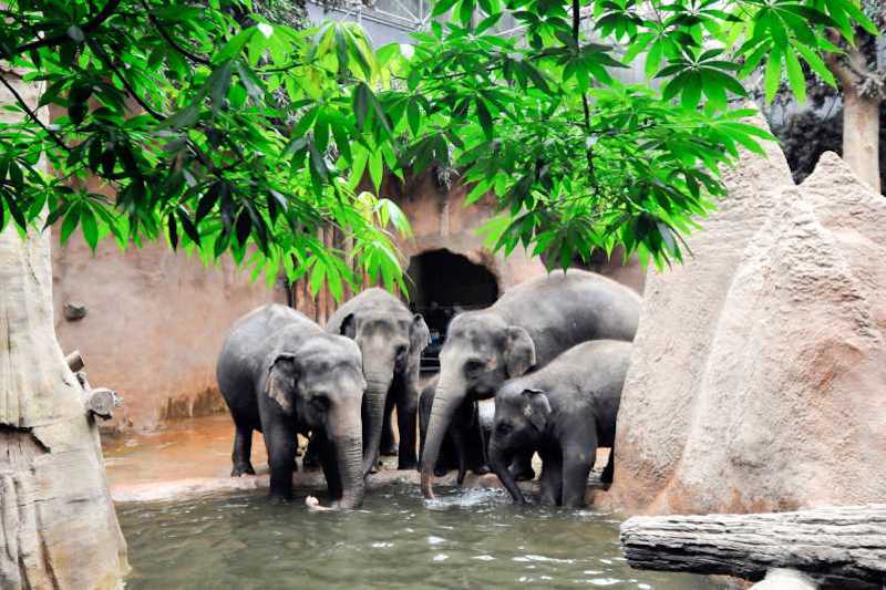 Elefantes da zona de Africa no Zoo de Roterdã