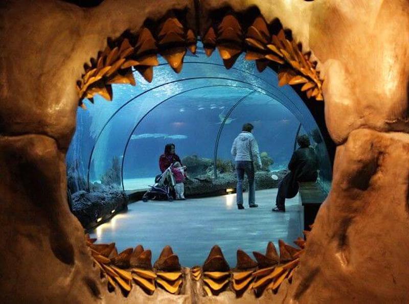 Tunel Subaquático no Zoo de Roterdã