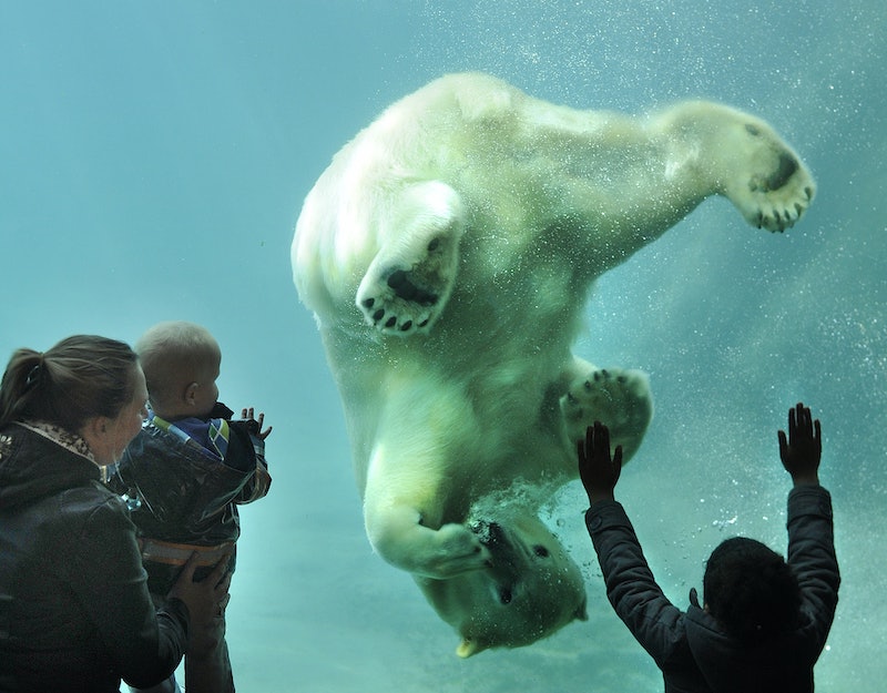 O Ártico no Zoo de Roterdã